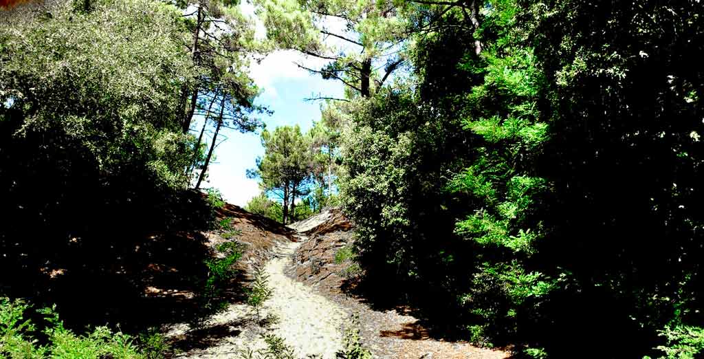 Foret d'Olonne Camping Vendée