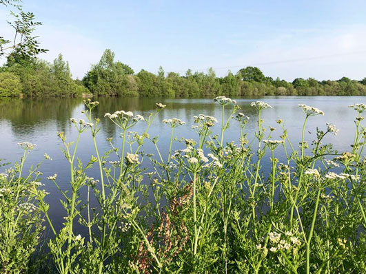 flore étang camping Vendée