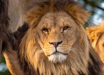 zoo des sables d'olonne