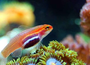Aquarium de Vendée