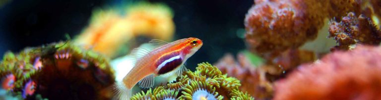 Aquarium de Vendée